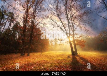 Splendido paesaggio autunnale con alberi sul prato nel mezzo della foresta nebbiosa durante l'alba. La foresta delle fate in autunno. Foto Stock