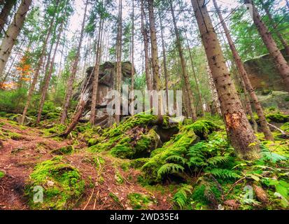 Splendida foresta autunnale con grandi rocce ricoperte di muschio e alberi alti. Vista angolare bassa. Foto Stock