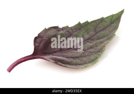 Primo piano delle erbe fresche di basilico viola scuro lasciate isolate su sfondo bianco. Foto Stock