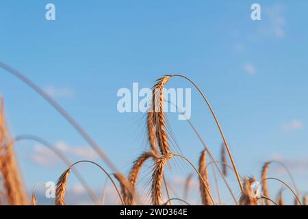 Orecchie di grano. Campo di grano contro il cielo blu al tramonto. Il raccolto. Foto Stock