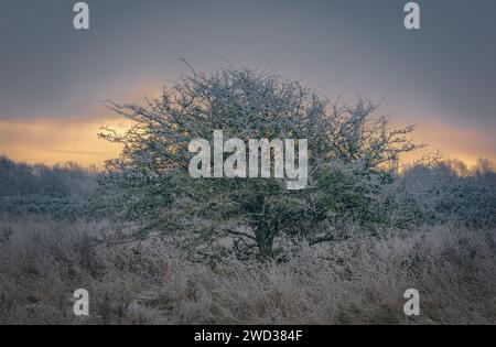 Un albero solitario sorge in mezzo a un paesaggio vario in un freddo giorno di dicembre, coperto da una coperta di neve. Foto Stock