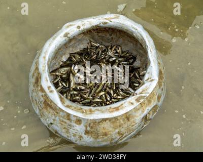 piccolo pesce appena pescato in una pentola di alluminio. Foto Stock