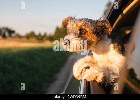 Capo del cane da giro felice che guarda fuori dal finestrino dell'auto. Curioso terrier che si gode un viaggio in auto nelle soleggiate giornate estive. Foto Stock