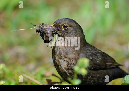 Uccello nero eurasiatico Turdus merula, femmina con beakful di fango bagnato e radici da utilizzare come materiale di nidificazione, raccolto dal bordo dello stagno del giardino, giugno. Foto Stock