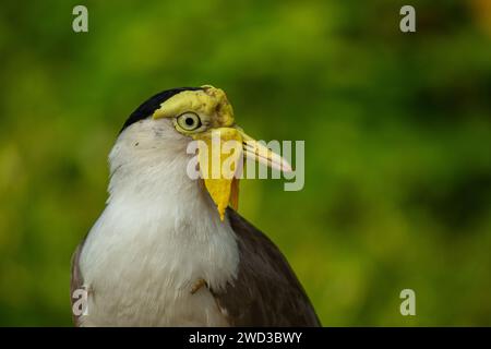 Ritratto di Masked lapwing o uccello vanellus Miles isolato su sfondo verde Foto Stock