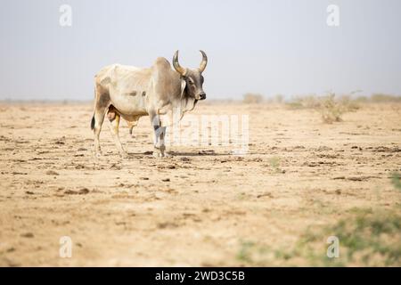 Bull, kachchh, gujarat, india - foto d'archivio Foto Stock