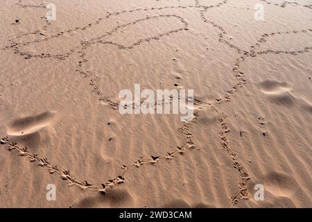 Curlicue di orme di corvo sulla sabbia del pendio delle dune rosse, scattate con una brillante luce primaverile nel deserto del Naukluft a Deadlvei, Namibia, Africa Foto Stock