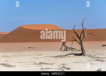 Alberi di camelhorn morti secchi in padella con sfumature di rosso sulle dune sullo sfondo, scattati con una luce brillante in tarda primavera nel deserto del Naukluft a Deadlvei, Namibia, A. Foto Stock