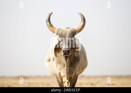 Bull, kachchh, gujarat, india - foto d'archivio Foto Stock