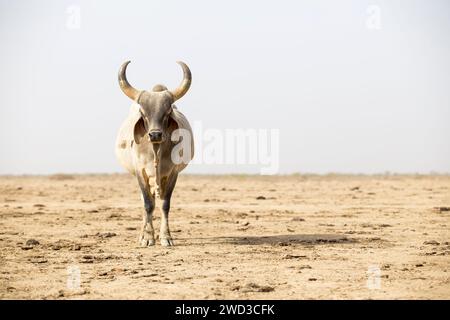 Bull, kachchh, gujarat, india - foto d'archivio Foto Stock