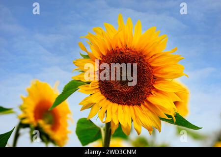 Bellissimo girasole, Helianthus annuus, che cresce in campo all'inizio dell'autunno, visto contro il cielo blu con nuvole di sole. Foto Stock