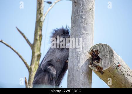 Passando attraverso le cime degli alberi delle foreste pluviali africane, lo sfuggente Mangabey Grigio-Cheeked (Lophocebus albigena) svela la sua accattivante presenza. Explor Foto Stock