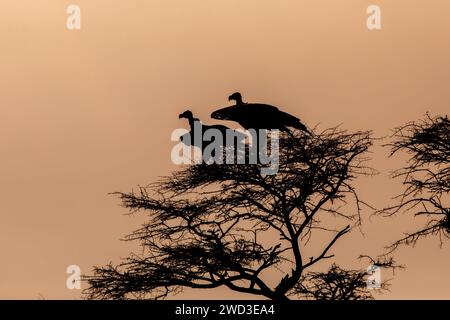 Gli avvoltoi a faccia di legna sono sagomati in cima a un albero nella Namibia centrale. Foto Stock