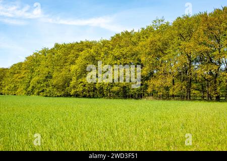 Campo di mais e margine boschivo di Corversbos, Hilversum, Noord-Holland, Paesi Bassi Foto Stock