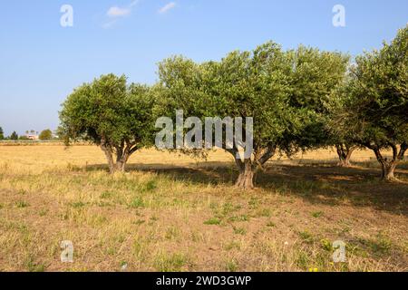 Frutteto greco di ulivi in primavera. Isola di Kos. Grecia Foto Stock