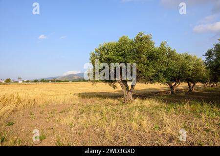 Frutteto greco di ulivi in primavera. Isola di Kos. Grecia Foto Stock