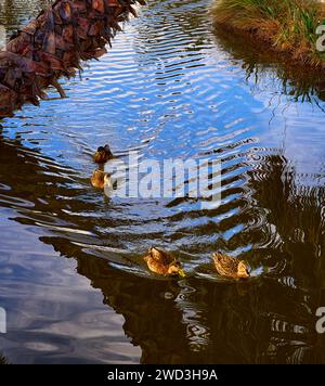 Un momento sereno catturato mentre le anatre scivolano sulle acque riflettenti dell'Aqua Caliente Park a Tucson, Arizona. Foto Stock