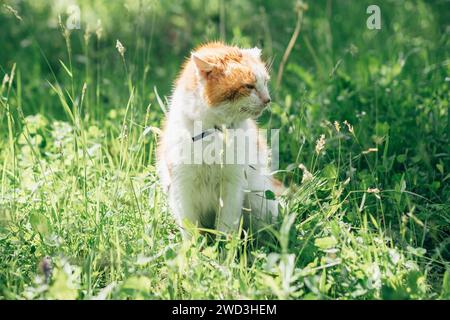 un gatto bianco arancione adulto seduto su un prato nel giardino tra l'erba verde in estate Foto Stock