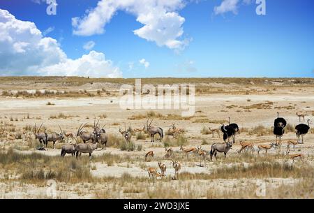 Vaste pianure asciutte aperte con un grande branco di Gemsbok Oryx springbok, e le Ostiches maschili offrono una vista del desolato secco Etosha Pan, Namibia Foto Stock