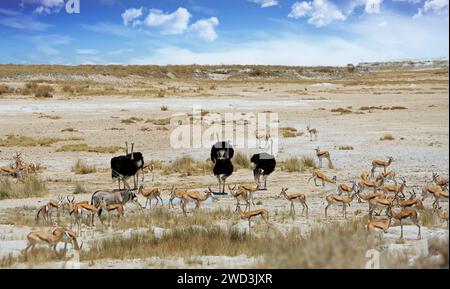 Un grande gruppo di animali si riunisce sulla vasta Etosha Pan. Qui c'è una sorgente naturale, dove gli animali vengono a bere sotto il sole di mezzogiorno. Foto Stock