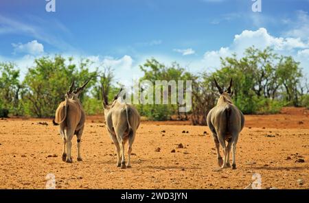 Tre Eland a piedi dalla macchina fotografica nel Bush africano - Etosha, Namibia Foto Stock