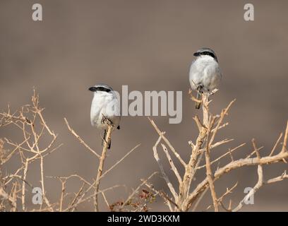 Due grandi arbusti grigi, Lanius excubitor koenigi, sottospecie endemiche delle Isole Canarie arroccate su un ramo più alto di un arbusto secco, Fuerteventura Foto Stock