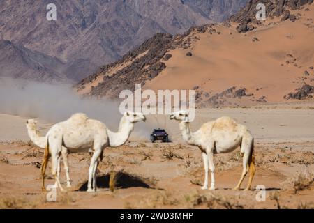 205 YACOPINI Juan Cruz (arg), OLIVERAS CARRERAS Daniel (spa), Overdrive Racing, Toyota Hilux, FIA Ultimate, FIA W2RC, azione durante la fase 11 della Dakar 2024 del 18 gennaio 2024 tra al Ula e Yanbu, Arabia Saudita Foto Stock