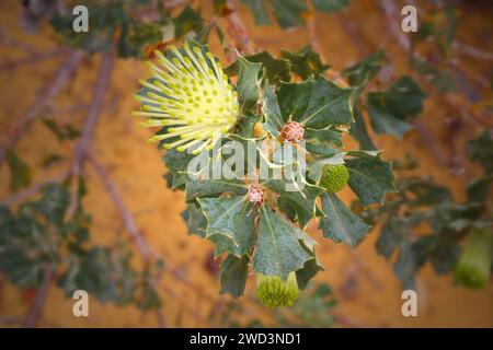 Cespuglio di pappagalli bianco nativo (Banksia sessilis) contro il suolo rosso dell'Australia Foto Stock