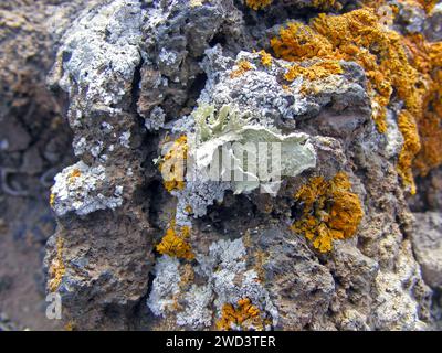 Organismi pionieri - licheni che crescono su rocce vulcaniche, Isole Canarie, Fuerteventura. Foto Stock