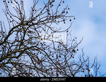 Sagoma dei rami e dei semi di un albero planare (Platanus) Foto Stock