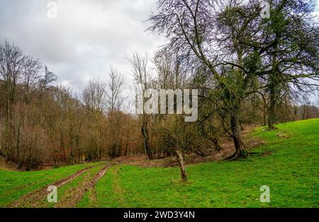 Sentiero nella foresta nelle Ardenne, Francia settentrionale Foto Stock