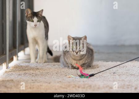 Adorabile cacciatore che gioca a Cat PET con la bacchetta giocattolo in filato di piume al coperto Foto Stock