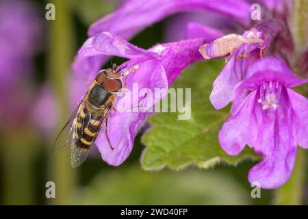 Scaeva selenitica su una fioritura della grande betonia - Betonica macrantha o Stachys macrantha Foto Stock