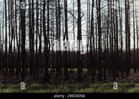 Alberi asciutti senza vita dopo un incendio. La foresta morta. Tronchi neri e rami di alberi. Disastro ambientale. Problema ambientale. Il concetto di na Foto Stock