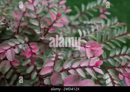 Sfondo con foglie rosa. Verde chiaro e bianco fogliame. Snowbush Foliage-Flower Foto Stock