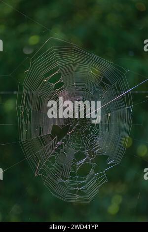 Un'ampia rete di ragni sospesa nell'aria su uno sfondo verde con luci bokeh Foto Stock