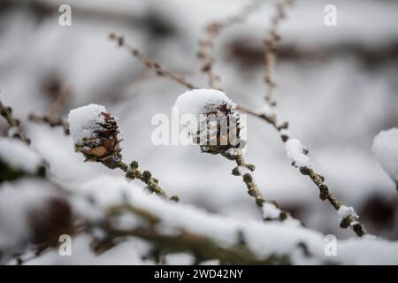 Rami, rametti e coni congelati del larix decidua in inverno ricoperti di neve Foto Stock