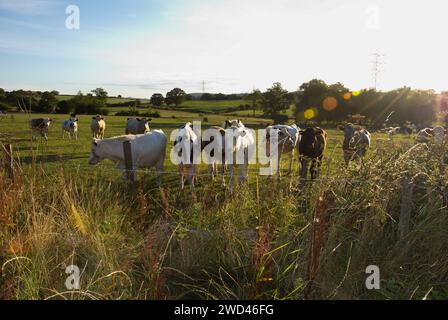 Mucche in campo nelle soleggiate giornate estive. Vacche Holstein Friesiane di razza bianca e nera che pascolano sull'erba. Foto Stock