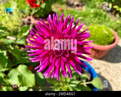 Dahlia fiori dal cortile posteriore Foto Stock