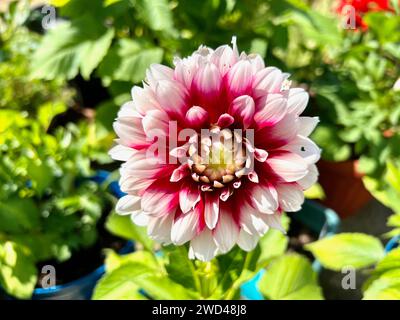 Dahlia fiori dal cortile posteriore Foto Stock