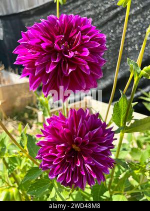 Dahlia fiori dal cortile posteriore Foto Stock