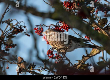 Fieldfares che si nutrono di bacche, Aberdeen Foto Stock