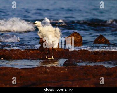 Una piccola egretta sta asciugando le sue piume in piedi su rocce porose nel fondale basso. I raggi del sole del mattino illuminano l'egret e il suo riflesso nell'acqua. Foto Stock