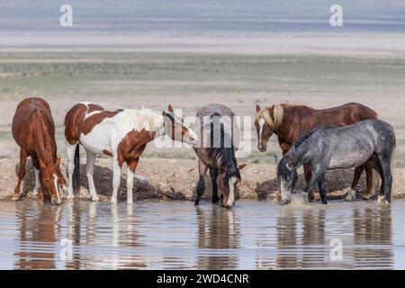 La mandria di cavalli selvaggi del monte Onaqui ha una struttura da lieve a moderata e varia nei colori da sorrel, roan, buckskin, nero, palomino, e grigia. Foto Stock