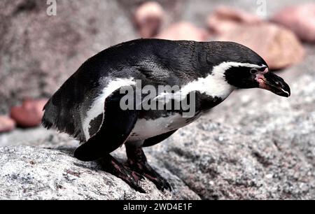 Pinguino africano Spheniscus demersus o pinguino del Capo a Boulders Beach nella città di Simon in Sudafrica Foto Stock