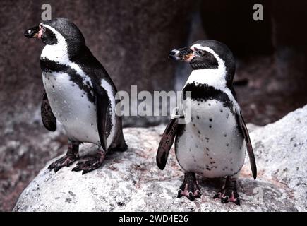 Pinguini africani Spheniscus demersus o pinguini del Capo a Boulders Beach nella città di Simon, in Sudafrica Foto Stock