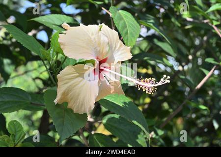 Vista laterale di un fiore di ibisco arancione chiaro fiorito nel giardino in una giornata di sole. Questo fiore a strato singolo di colore arancio pallido che porta la pianta di Hibiscus Foto Stock