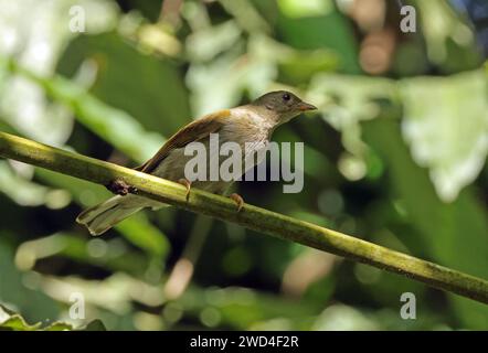 Greenbul (Eurillas latirostris congener) immaturo con whisky giallo arroccato sul ramo Atewa, Ghana, Africa. Dicembre Foto Stock