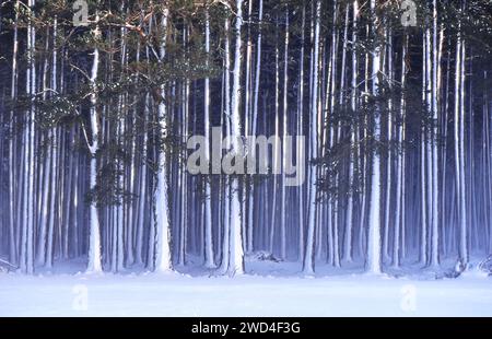 Neve guidata su pini dopo forti venti e una bufera di Cairngorm in Scozia Foto Stock