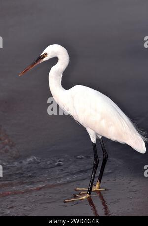 La piccola Egretta garzetta su una spiaggia in India Foto Stock